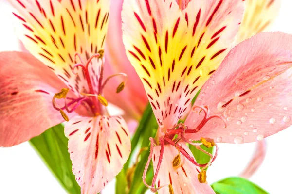 Alstroemeria Lub Peruwiański Kwiat Lilii Stamenami Zbliżenie Białym Tle — Zdjęcie stockowe