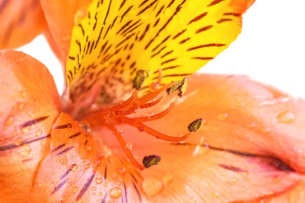 白い背景に雄蕊のあるアルストレメリアまたはペルーのユリの花の破片 クローズアップ — ストック写真