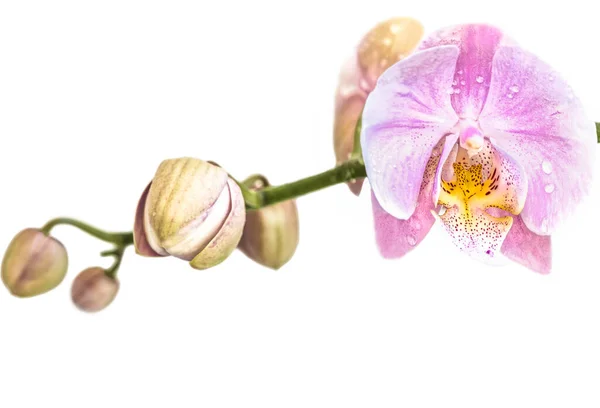 Belle Fleur Orchidée Phalaenopsis Violet Clair Connue Sous Nom Papillons — Photo