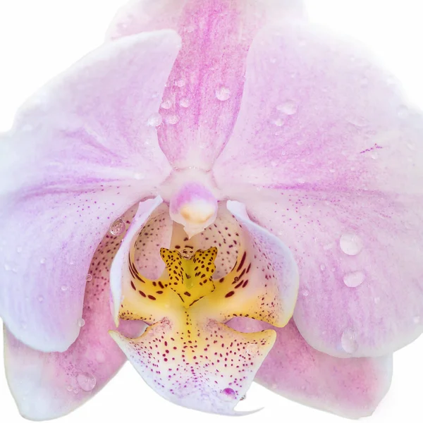 Belle Fleur Orchidée Phalaenopsis Violet Clair Connue Sous Nom Papillons — Photo