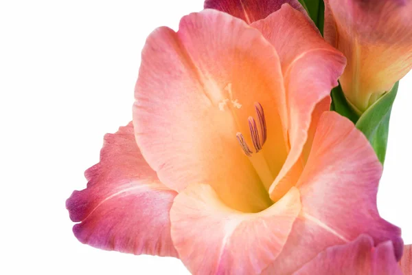 Närbild Blomma Stam Vacker Gladioli Vit Bakgrund — Stockfoto