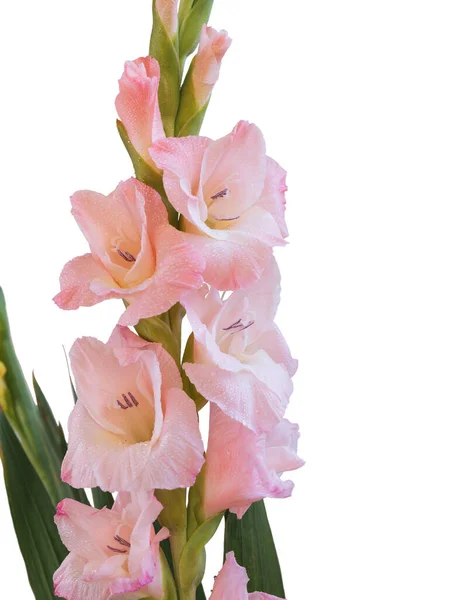 Крупним Планом Квіти Стеблі Красивих Гладіолусів Білому Тлі — стокове фото