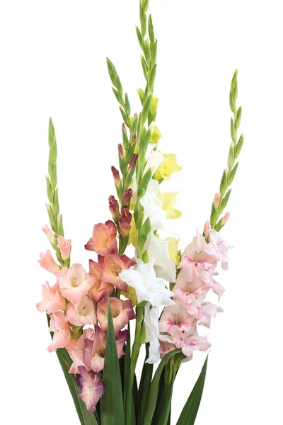 Blommor Sammansättning Med Vackra Gladiolus Isolerad Vit Bakgrund — Stockfoto