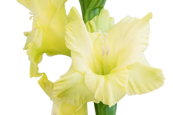 Крупним Планом Квітка Стеблі Красивих Гладіолусів Білому Тлі — стокове фото