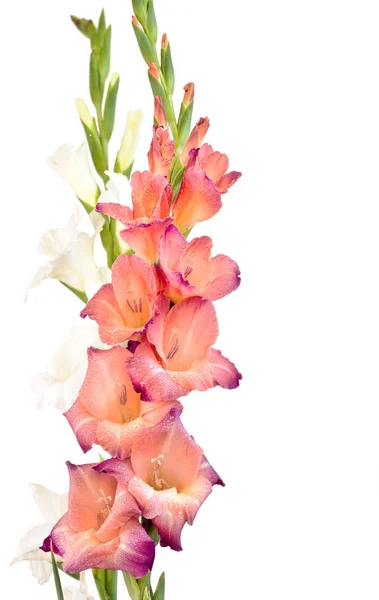 Close Flores Caule Gladioli Bonito Fundo Branco — Fotografia de Stock