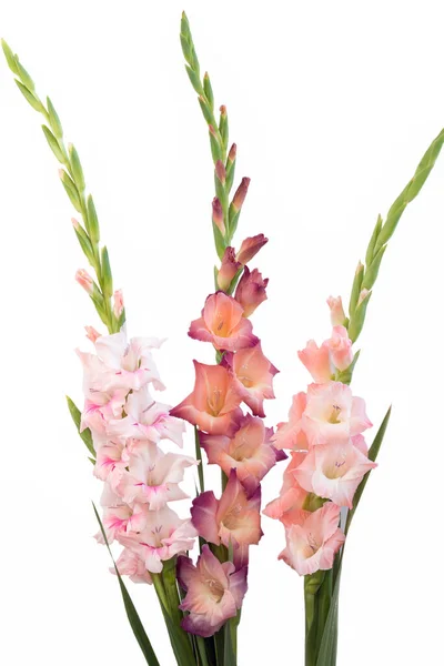 Composição Flores Com Belo Gladíolo Isolado Fundo Branco — Fotografia de Stock