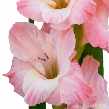 Beyaz bir arka planda güzel bir gladioli sapı üzerinde bir çiçeğin yakın plan görüntüsü