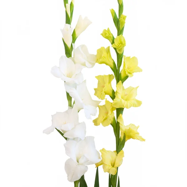 Σύνθεση Λουλουδιών Όμορφο Γλαδιόλο Απομονωμένο Λευκό Φόντο — Φωτογραφία Αρχείου
