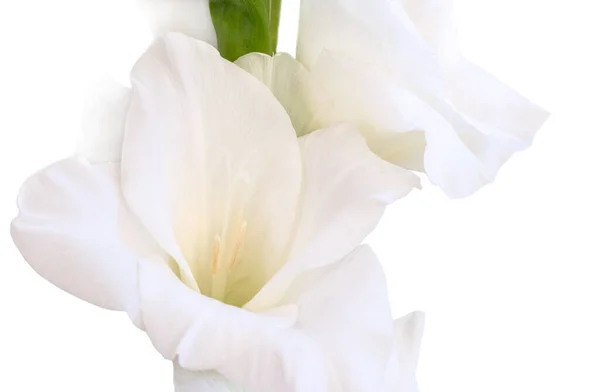 Close Uma Flor Caule Gladioli Bonito Fundo Branco — Fotografia de Stock