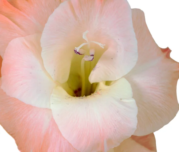 Närbild Blomma Stam Vacker Gladioli Vit Bakgrund — Stockfoto