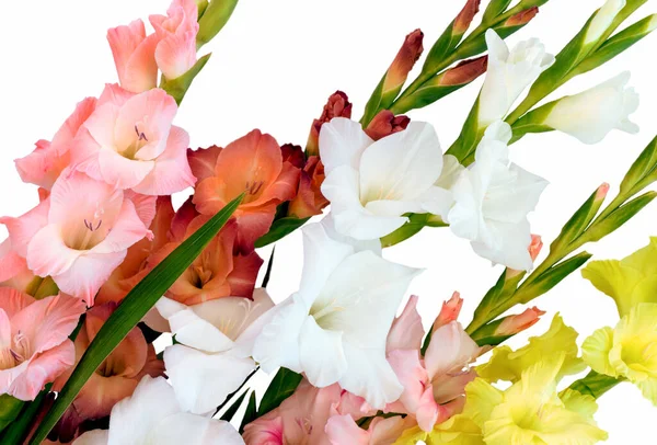 Beyaz Arka Planda Izole Edilmiş Güzel Gladiolus Çiçekleri — Stok fotoğraf