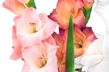 Beyaz bir arka planda güzel bir gladioli sapı üzerinde bir çiçeğin yakın plan görüntüsü