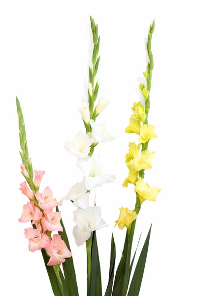 Blommor Sammansättning Med Vackra Gladiolus Isolerad Vit Bakgrund — Stockfoto