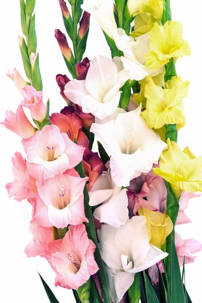 Blommor Sammansättning Med Vackra Gladiolus Isolerad Vit Bakgrund — Stockfoto