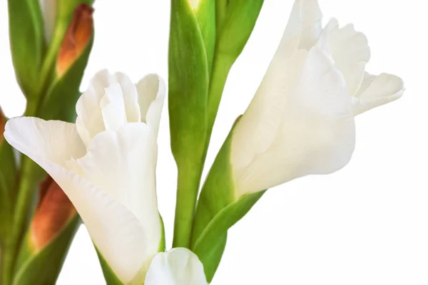 Close-up of a flower on a stem of beautiful gladioli on a white background