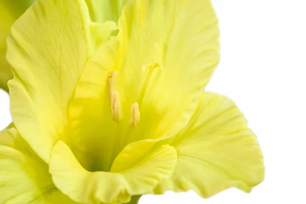 Närbild Blomma Stam Vacker Gladioli Vit Bakgrund — Stockfoto