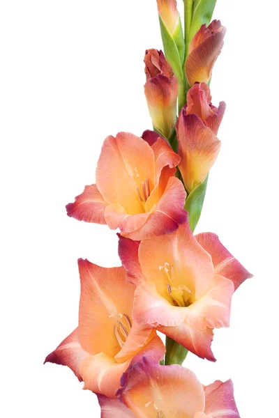 Close Flores Caule Gladioli Bonito Fundo Branco — Fotografia de Stock