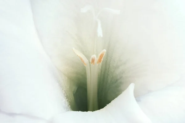Close-up of flowers on a stem of beautiful gladioli on a white background