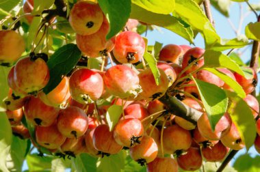 Bahçedeki bir ağaçta asılı kırmızı cennet elmaları. Süslü cennet elma dalı ile meyveler. 