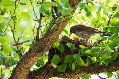 Ötücü kuş (Latin Turdus philomelos) yuvasına yiyecek getirdi. Yuva kase şeklindedir ve bitkisel bitkilerin kuru saplarından yapılır.