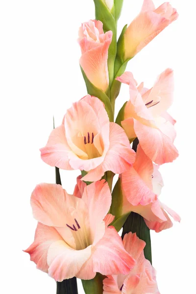 Közelkép Virágok Szárán Gyönyörű Gladioli Fehér Alapon — Stock Fotó