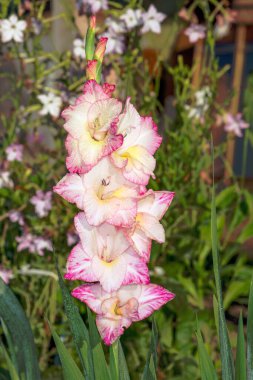 Bahçedeki güzel gladioli 'nin yakın çekimi.