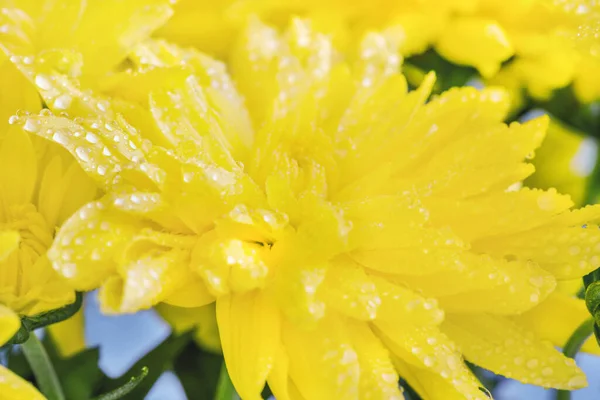 Granddess Yellow Chrysanthemum Close Dew Drops — Stock Photo, Image