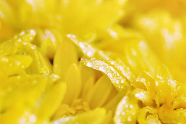 Granddess Yellow Chrysanthemum Close Dew Drops — Stock Photo, Image