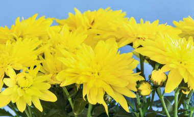 Arka plan olarak sarı kasımpatı çiçekleri.