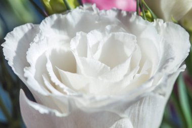 Doğal ışıkta yakın plan beyaz Eustoma