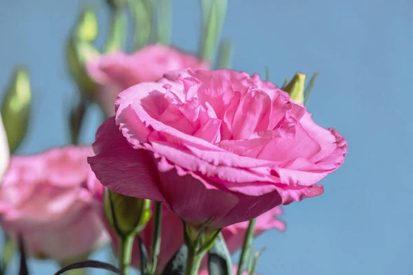Eustomie Macro Rose Lumière Naturelle — Photo