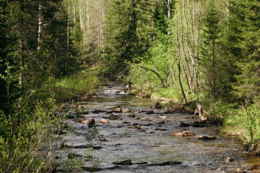 Dağ nehir taşları ile orman arasında