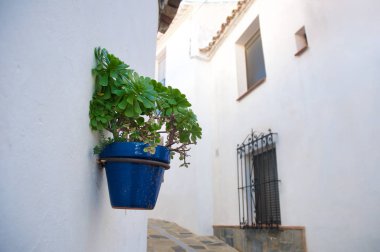 Evin duvardaki mavi bir tencerede çiçek