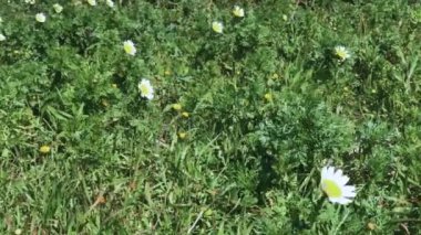 Çimlerde papatyalar