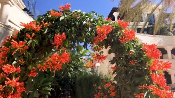Αψίδα Από Λουλούδια Στον Κήπο — Αρχείο Βίντεο