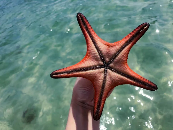 Beautiful Starfish Island Vietnam — Stock Photo, Image