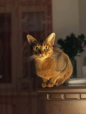 Habeş kedisi bir şömine üzerinde