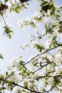 Elma ağacı çiçeği bahar