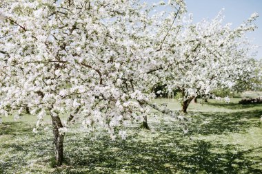 Elma ağacı çiçeği bahar