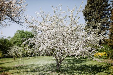 Elma ağacı çiçeği bahar