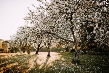 Elma ağacı çiçekleri gün batımında