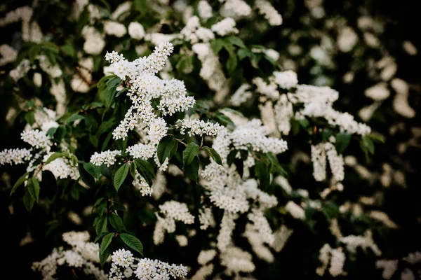 Hermosa Rama Floreciente Cerezo Pájaro Soleado Día Primavera Jardín — Foto de Stock