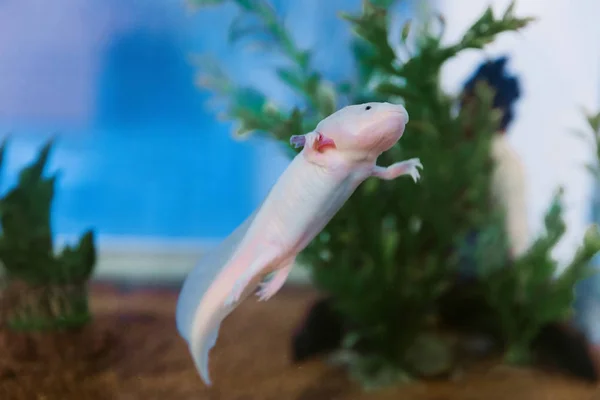 Axolotl Ambystoma Mexicanum Unter Wasser Aquarium — Stockfoto