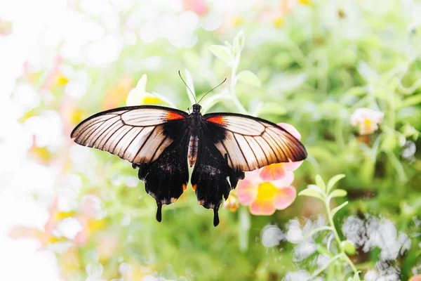 Тропическая Бабочка Сидит Листе Крупный План — стоковое фото