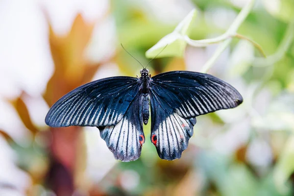 Papillon Tropical Assis Sur Feuille Fermer Image — Photo