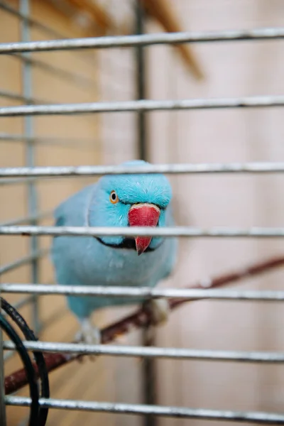 Blue parrot in a cage.