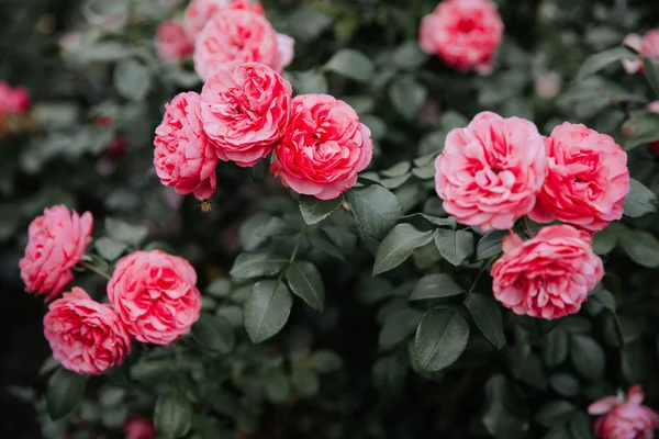 Букет Розовых Цветущих Роз Саду — стоковое фото
