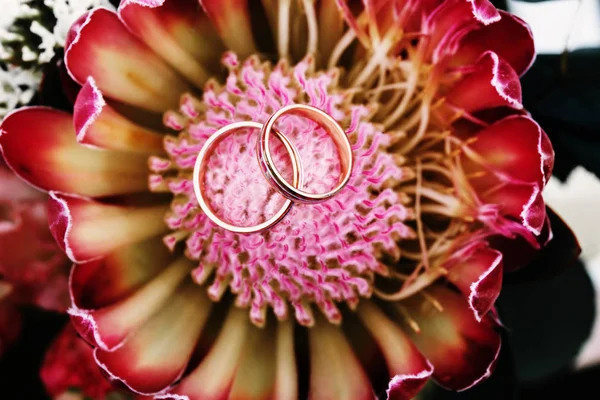 Wedding rings placed in the center of flower. Upper view.