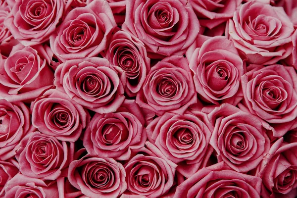Roze Natuurlijke Rozen Achtergrond Voor Bruiloft Valentine Dag Top View — Stockfoto