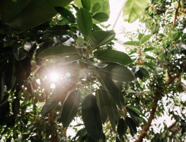 Güneşli gökyüzü arka plan karşı taze yeşil yaprakları.